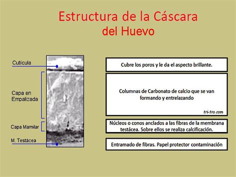 Microestructura de la cáscara de huevo