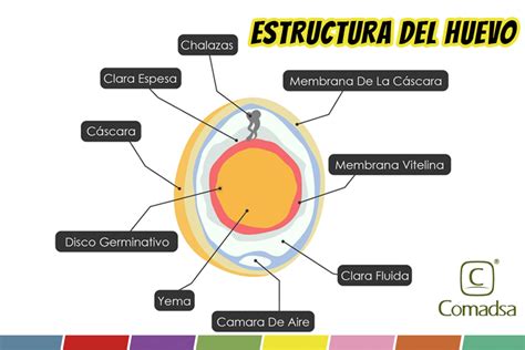 Esquema de las capas de la cáscara del huevo