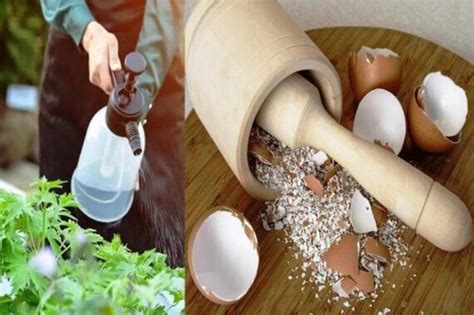 Cáscaras de huevo como fertilizante