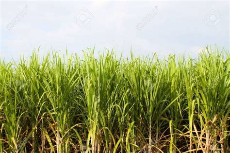 Campo de caña de azúcar listo para la cosecha