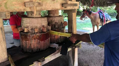 Molino de caña de azúcar tradicional (trapiche)