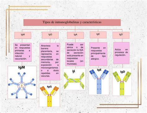 Esquema de las inmunoglobulinas en el calostro