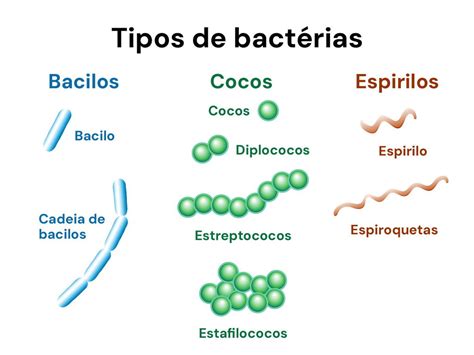 Diferentes tipos de bacterias que causan dermatitis gangrenosa