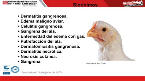 Pechuga de ave afectada por dermatitis gangrenosa