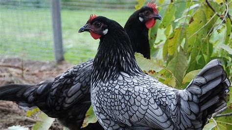 Gallina Andaluza Azul con su distintivo plumaje