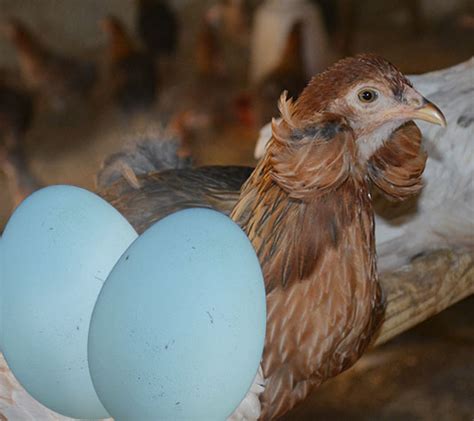 Huevos de cáscara azul de gallinas Araucanas