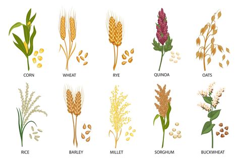 Granos de maíz, trigo y avena