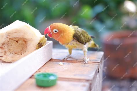 Agapornis comiendo fruta