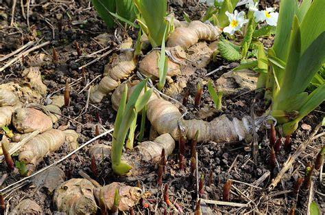 Planta de jengibre con sus rizomas