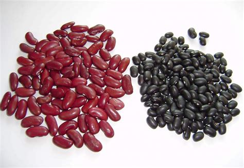 Variedades de porotos negros