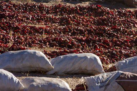 Pimientos choriceros secándose al sol en ristras