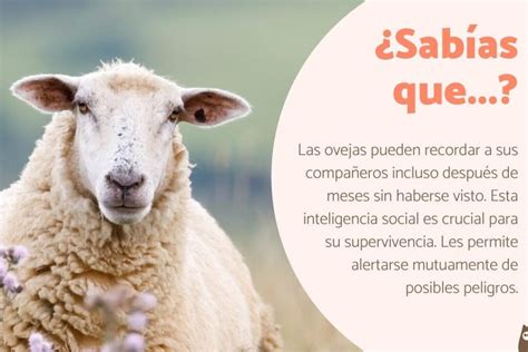 Esquema de las características físicas de una oveja Romanov
