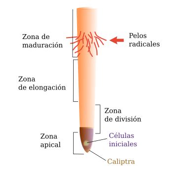 Esquema de las diferentes zonas de la raíz: apical, de división celular, de elongación y de maduración