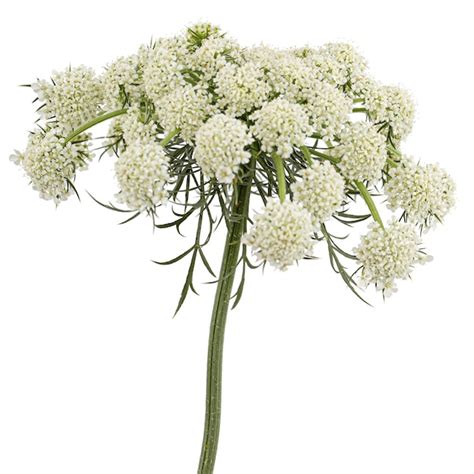 Inflorescencia de la zanahoria