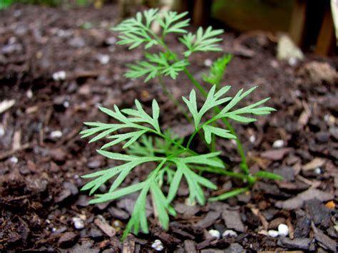 Semillas de zanahoria germinando