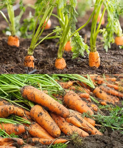 Zanahorias en pleno crecimiento vegetativo