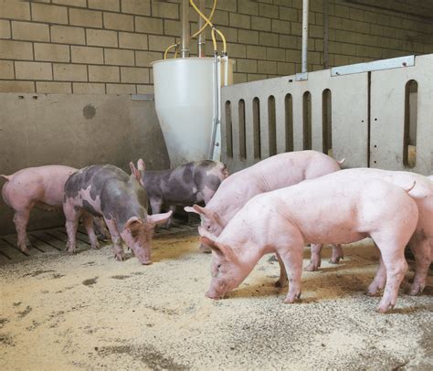 Imagen de cerdos en un corral de engorde.