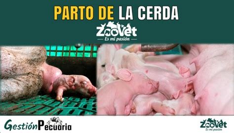 Diagrama del ciclo hormonal previo al parto en cerdas.