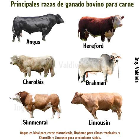 Esquema de las principales razas de ganado bovino
