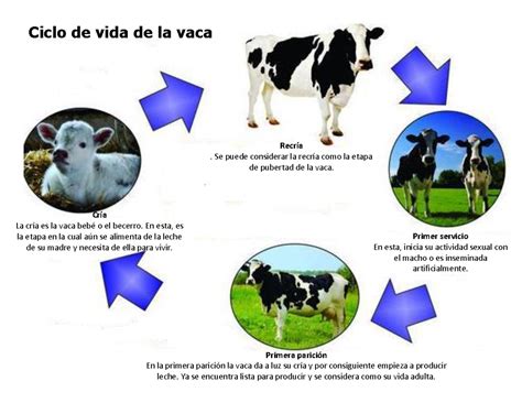 Infografía sobre el ciclo de vida del ganado bovino