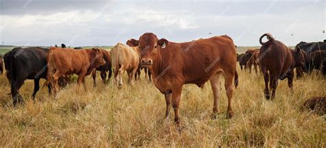 Campo asturiano con vacas