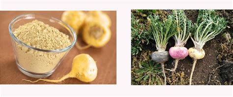 Maca: planta con raíz comestible en los Andes