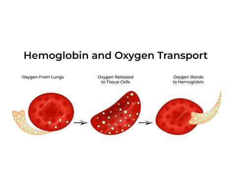 Esquema sobre el transporte de oxígeno por la hemoglobina