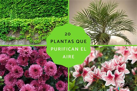 Infografía de plantas de interior que purifican el aire