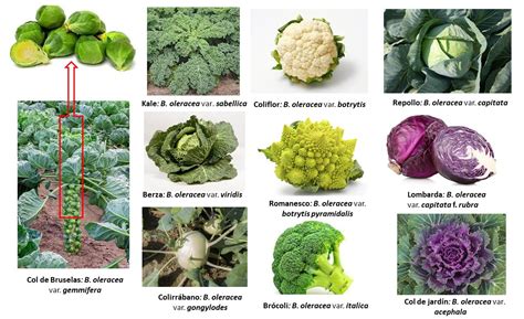 Esquema de las variedades de Brassica oleracea