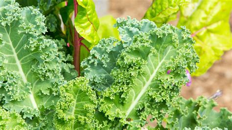 Diferencias visuales entre la berza y la col rizada (kale)