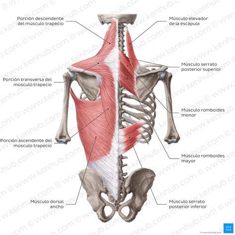 Diagrama de los músculos de la cadena posterior