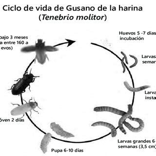 Ciclo de vida del Tenebrio molitor