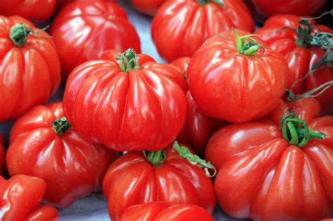 Tomates Marmande en la planta