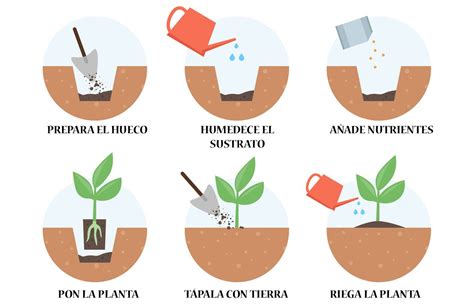 Proceso de siembra y trasplante de tomates