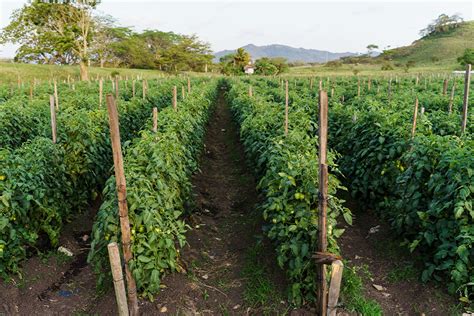 Mapa de zonas óptimas para el cultivo de tomate RAF