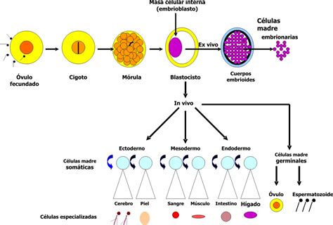 Esquema de las propiedades y el potencial de las células madre