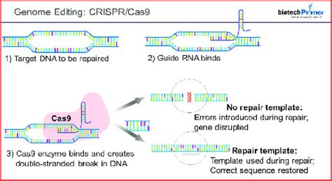 Mecanismo de acción de CRISPR-Cas9