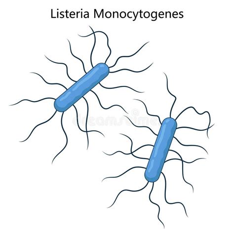 Esquema de la bacteria Listeria monocytogenes