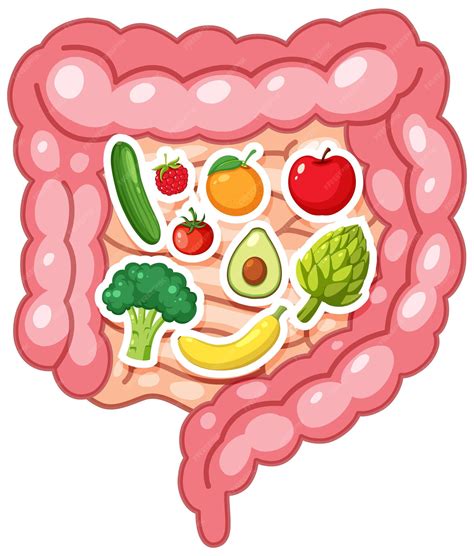 Sistema digestivo saludable