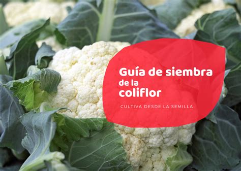 Diagrama de cómo almacenar la coliflor para prolongar su frescura