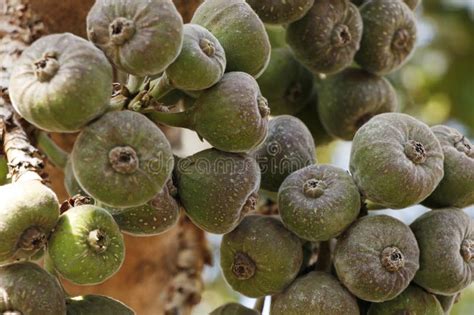 Higos frescos en un árbol