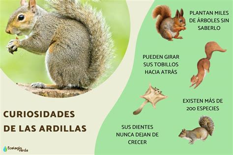 Ciclo de actividad de las ardillas a lo largo del año