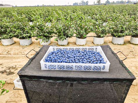 Campo de arándanos escandinavos
