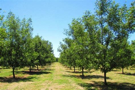 Plantación de pecanas en Texas