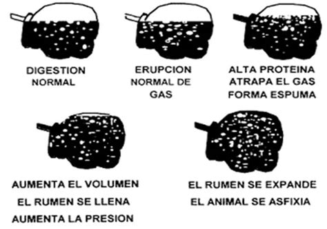 Diferencia entre timpanismo espumoso y gaseoso en rumiantes