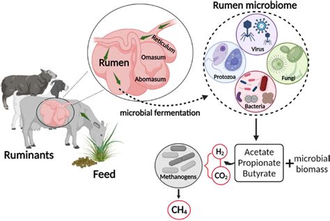 Microorganismos del rumen y su función