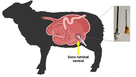 Ruminocentesis en bovinos