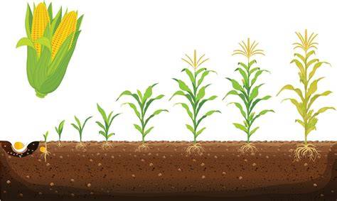 Esquema del proceso de germinación y secado del maíz para la jora