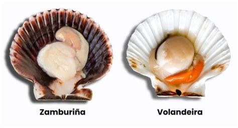 Diferencias entre zamburiñas y volandeiras