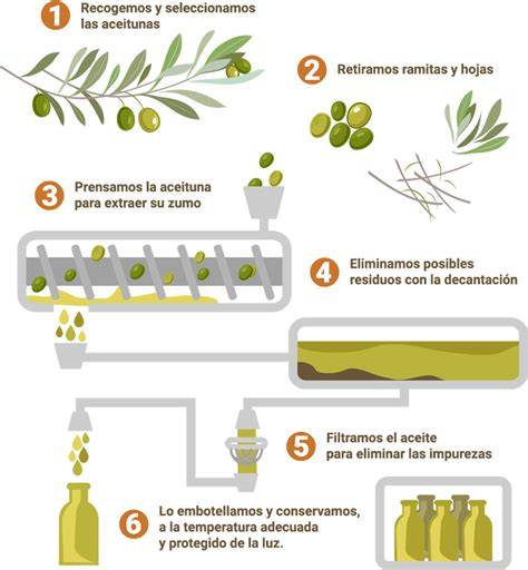 Proceso de obtención de aceite de oliva